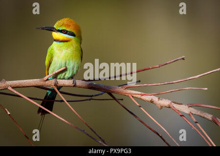 An Australian Rainbow Bee-eater along the banks for the Brisbane River in Australia. Stock Photo