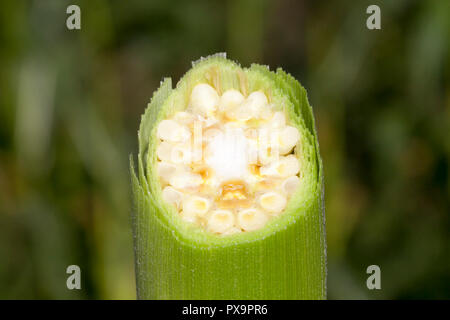 Cut with a sharp knife across corn cobs with green foliage Stock Photo