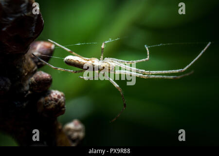 Spider on net on tree macro photo Stock Photo