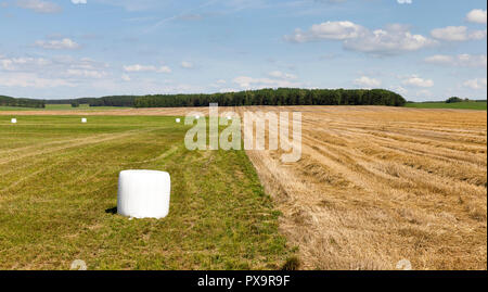 packed in white cellophane rolls harvested dry hay for feeding farm animals in winter, landscape Stock Photo