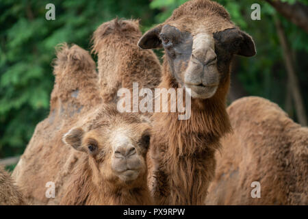 young domestic bactrian Camel ( Camelus bactrianus ) Stock Photo