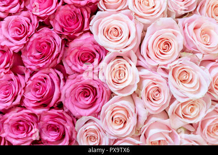 Pink and cream-colored roses background. Stock Photo