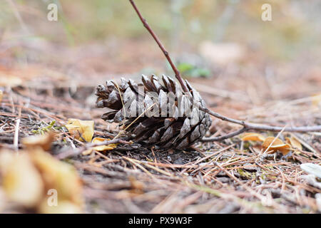 Pine cone fallen on the ground in the forest/Closeup and macro nature details Stock Photo