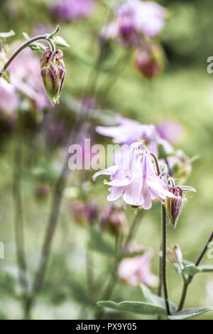 Aquilegia, Ranunculaceae, Austria, Lower Austria, Southern Lower Austria, Eggendorf Stock Photo