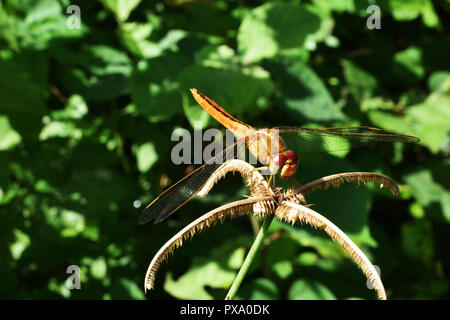 Orange color dragonfly  with black patterned on its body and big red eye resting on grass flower with natural green background Stock Photo