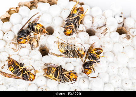 Close up of dead asian hornet wasp on nest honeycombed insect macro. Poisonous venom animal colony. Concept of danger in nature Stock Photo