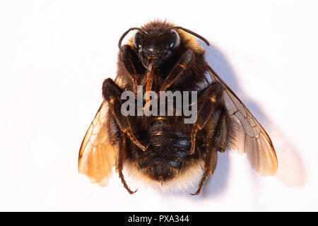 Top view of a dead Bumblebee body lying on it's back on a white background. Stock Photo
