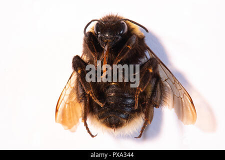 Top view of many dead Bumblebee bodies killed by insecticides ...