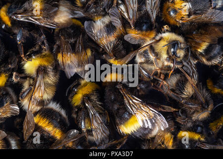 Top view of many dead Bumblebee bodies killed by insecticides, pesticides or Linden trees. Stock Photo