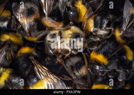 Top view of many dead Bumblebee bodies killed by insecticides, pesticides or Linden trees. Stock Photo