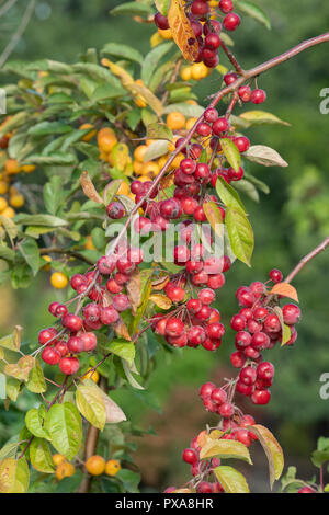 Malus ‘Evereste’. Crab apple tree with fruit in October. UK Stock Photo