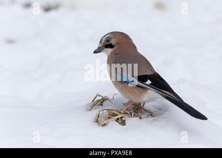 Eichelhäher, im Winter bei Schnee, Eichel-Häher, Garrulus glandarius, Eurasian jay, jay, jaybird, snow, Le Geai des chênes Stock Photo