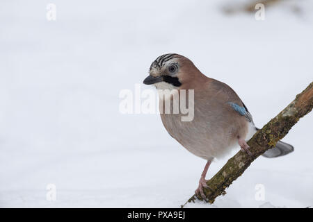 Eichelhäher, im Winter bei Schnee, Eichel-Häher, Garrulus glandarius, Eurasian jay, jay, jaybird, snow, Le Geai des chênes Stock Photo