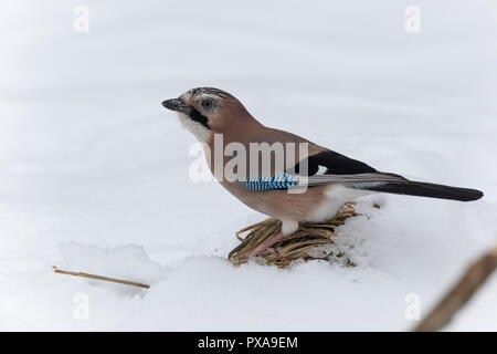 Eichelhäher, im Winter bei Schnee, Eichel-Häher, Garrulus glandarius, Eurasian jay, jay, jaybird, snow, Le Geai des chênes Stock Photo