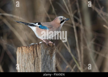 Eichelhäher, Eichel-Häher, Garrulus glandarius, Eurasian jay, jay, jaybird, Le Geai des chênes Stock Photo