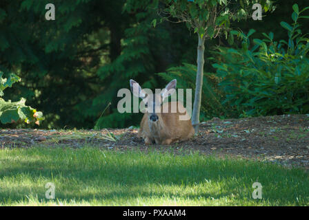 Deer in the back yard in Surrey, British Columbia, Canada Stock Photo