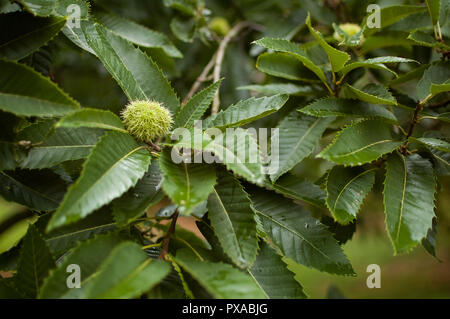 Edible chestnut in its prickly shell, fallen from the tree to the ground or still hanging from the chestnut tree. Stock Photo