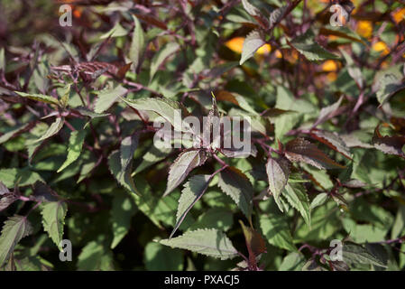 Ageratina altissima purple leaves Stock Photo