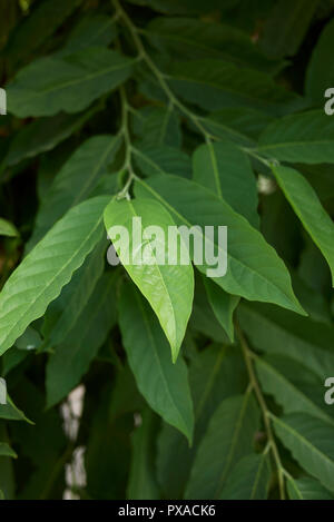 cananga odorata leaves
