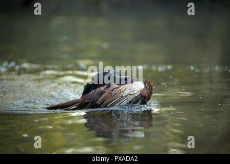 Black Labrador Retriever swimming with pheasant in his mouth Stock Photo