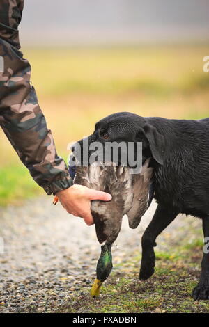 Black Labrador Retriever is delivering dead duck on hunter's hand Stock Photo
