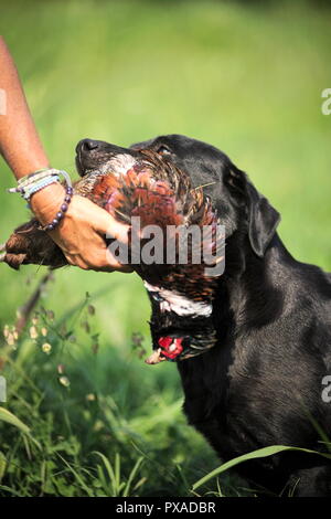 Black Labrador is delivering pheasant on his handler's hand Stock Photo