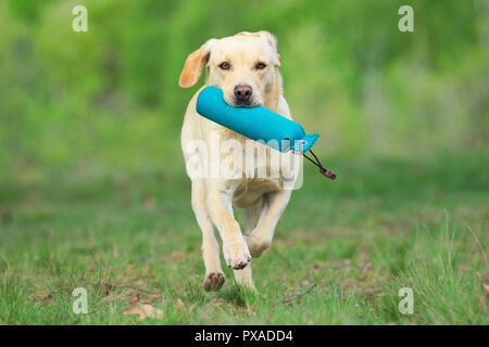 Yellow Labrador Retriever is retrieving dummy during a working test in Italy Stock Photo