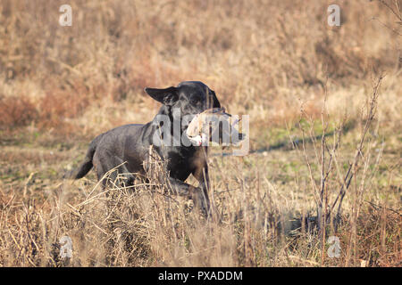 Black Labrador retrieving game during the 2018 Italian Retrievers Championship Stock Photo