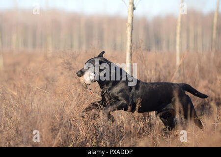 Black Labrador is retrieving game during the 2018 Italian Retrievers Championship Stock Photo