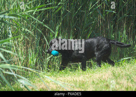 Black Labrador is fetching a dummy during the 2018 IWT held in Italy Stock Photo