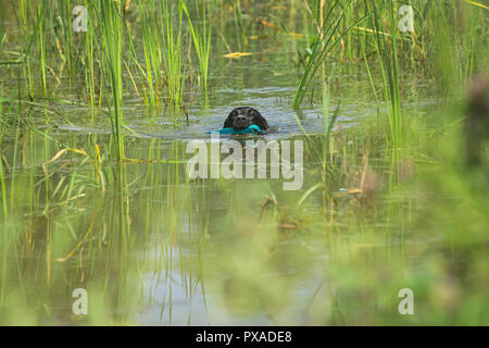 A black Labrador Retriever is swimmin during the 2018 IWT held in Italy Stock Photo