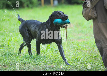 Wet black Labradror Retriever retrieving dumy to handler during the 2018 IWT held in Italy Stock Photo