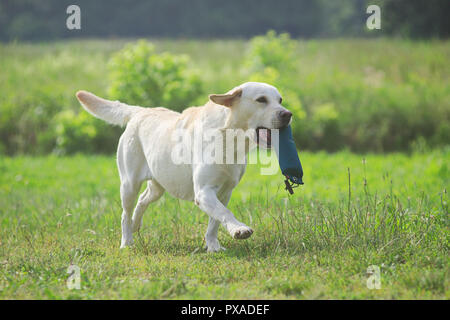 Labrador Batmoors' Black Isle Chandler is retrieving a dummy during the 2018 IWT held in Italy. The dog made the highest score during the competition Stock Photo