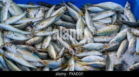 Fresh fish after fishing are traded in fish markets. This fish species live in the waters of the central and south east of Vietnam Red snapper Stock Photo