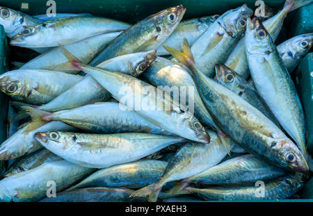 Fresh fish after fishing are traded in fish markets. This fish species live in the waters of the central and south east of Vietnam Red snapper Stock Photo