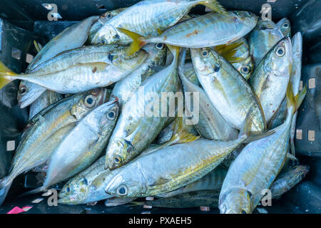 Fresh fish after fishing are traded in fish markets. This fish species live in the waters of the central and south east of Vietnam Red snapper Stock Photo