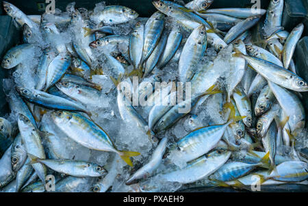 Fresh fish after fishing are traded in fish markets. This fish species live in the waters of the central and south east of Vietnam Red snapper Stock Photo