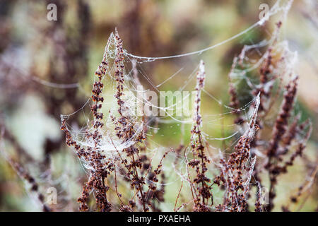 Dew from mist on spiders webs on a plant in Ambleside, UK. Stock Photo