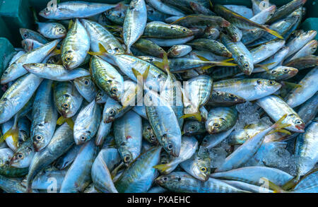 Fresh fish after fishing are traded in fish markets. This fish species live in the waters of the central and south east of Vietnam Red snapper Stock Photo