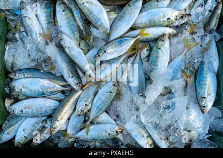 Fresh fish after fishing are traded in fish markets. This fish species live in the waters of the central and south east of Vietnam Red snapper Stock Photo