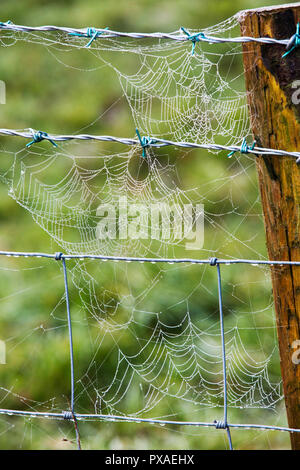 Dew from mist on spiders webs on a fence in Ambleside, UK. Stock Photo