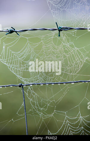 Dew from mist on spiders webs on a fence in Ambleside, UK. Stock Photo