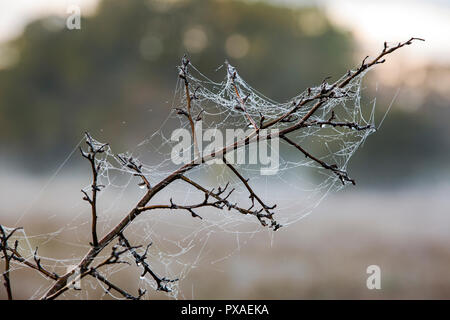 Dew from mist on spiders webs on a Hawthorn in Ambleside, UK. Stock Photo