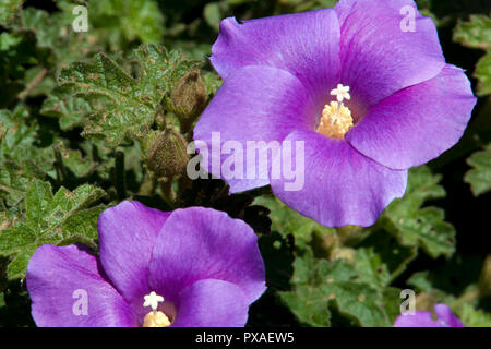 Sydney Australia, purple flowering alyogyne also known as a lilac hibiscus Stock Photo