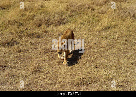 Female Lion Walking Through the Plain in the Serengeti Stock Photo