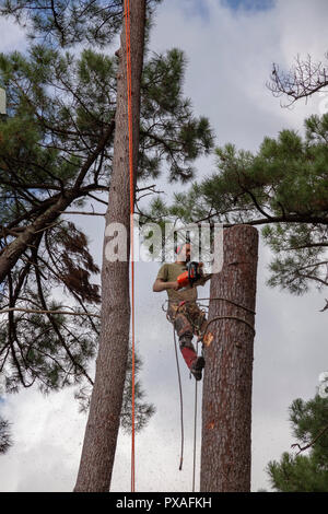 Professional lumberjack into action near a house. The felling of high pine trees necessitates the cutting down of their boles from the top downwards. Stock Photo