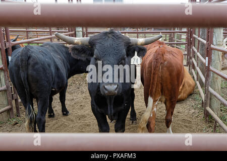 DUPREE, SOUTH DAKOTA, September 15, 2018 : Corriente cattle are used today as sport cattle for rodeo events. Rodeo is a sport that arose out of the wo Stock Photo
