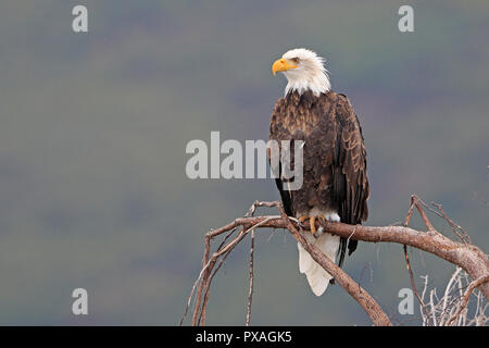 Adult Bald Eagle at Silver Salmon Lodge Lake Clark National Park Alaska Stock Photo