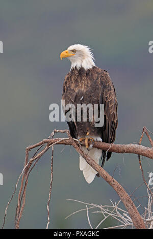 Adult Bald Eagle at Silver Salmon Lodge Lake Clark National Park Alaska Stock Photo