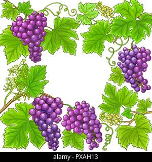 grapes vector frame on white background Stock Vector